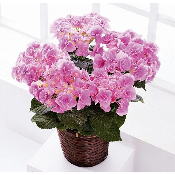 母の日 花 アジサイ フェアリーアイ 鉢植え 5号鉢 Mr37 27 紫陽花 あじさい プレゼント 贈り物 ギフト 送料無料 Do Mq37 2 M エレホームヤッホー 通販 Yahoo ショッピング