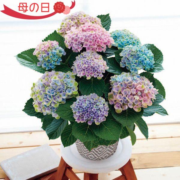 アジサイ 鉢植え 5号 生花の人気商品 通販 価格比較 価格 Com