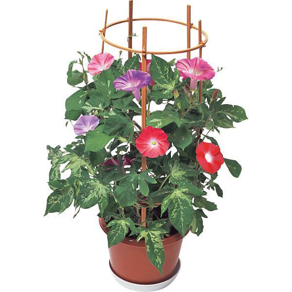 父の日 花 朝顔鉢植え 6号鉢 あさがお アサガオ 数量限定 プレゼント ギフト メッセージカード付 送料無料 Sdy エレホームヤッホー 通販 Yahoo ショッピング