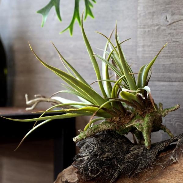 tFCNO[ `WA  ϗtA CeAO[ GAvc } CeA K[fjO 98904