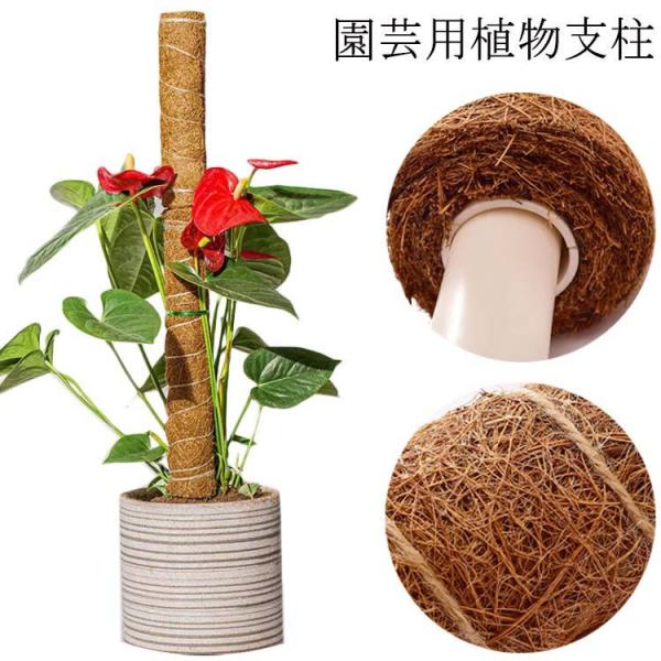 モンステラ その他の農業資材 ガーデニング用品の人気商品 通販 価格比較 価格 Com