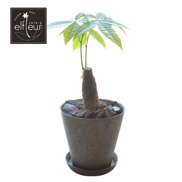 観葉植物 4号鉢 パキラ アートストーン植 受皿付