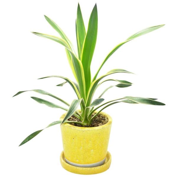 観葉植物 ユッカ グロリオサ イエロー陶器鉢入