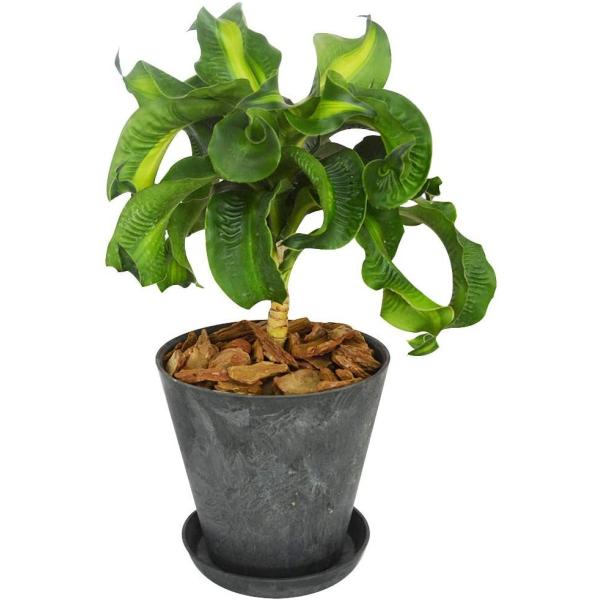 観葉植物 ドラセナ トルネード アートストーン植 受皿付