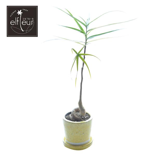 観葉植物 4号鉢 ボトルツリー 受皿付
