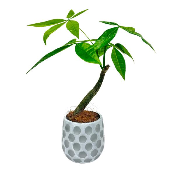 観葉植物 パキラ3号ポット 樹脂製鉢カバー付き 育てやすい インテリア インドア グリーン