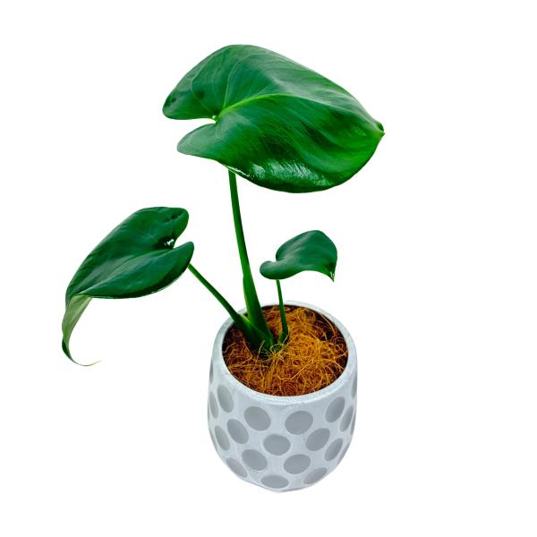 観葉植物 モンステラ3号ポット 樹脂製鉢カバー付き 育てやすい インテリア インドア グリーン