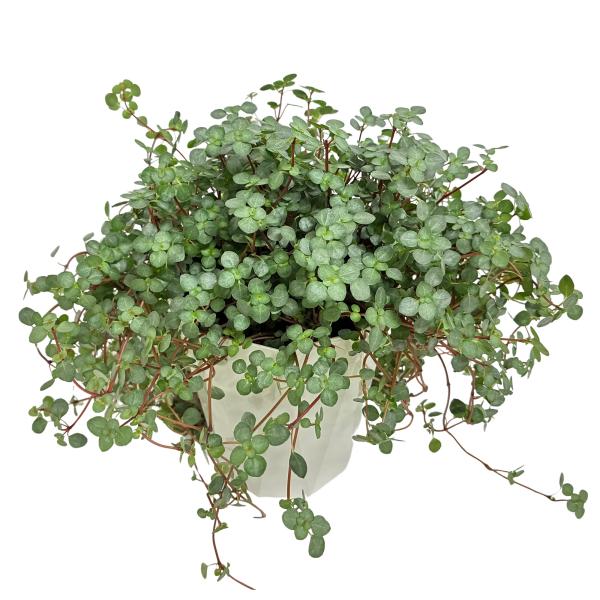 観葉植物 ピレア・グラウカ 4号鉢 プラスチック鉢 育てやすい インテリア インドア グリーン