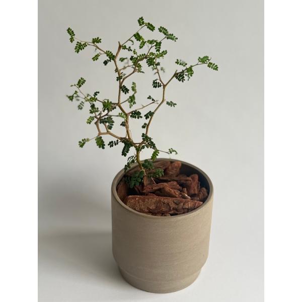 観葉植物 メルヘンの木 ソフォラ・プロストラーダ リトルベイビー