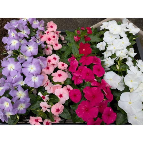 日々草 16個入 ガーデニング 花苗