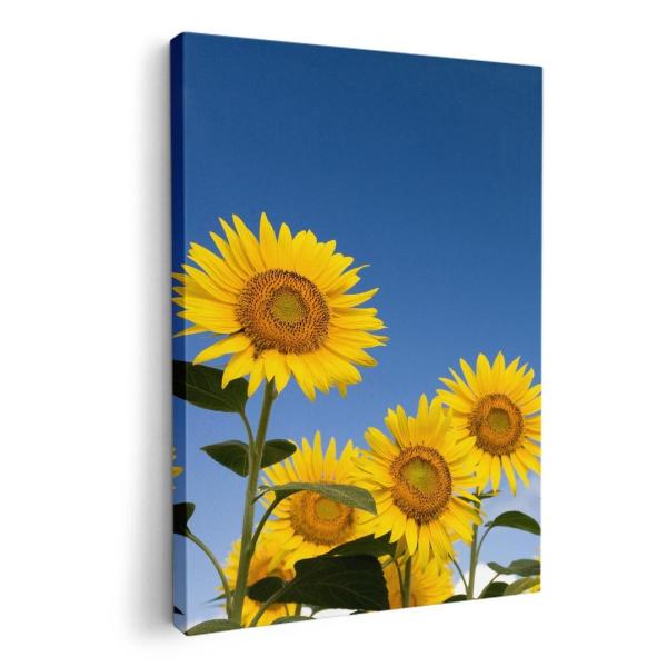 A[gpl G G  IׂTCY A1 A2 A3 A4 A5 6؂ `33 `45 009265  t[@Ђ܂@ʐ^