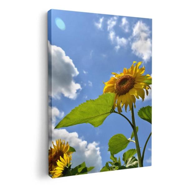 A[gpl G G  IׂTCY A1 A2 A3 A4 A5 6؂ `33 `45 011366  ԁ@Ђ܂@ʐ^