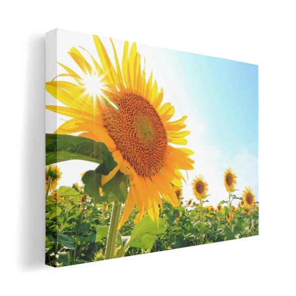 A[gpl G G  IׂTCY A1 A2 A3 A4 A5 6؂ `33 `45 011440  ԁ@Ђ܂@ʐ^