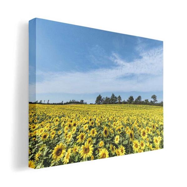 A[gpl G G  IׂTCY A1 A2 A3 A4 A5 6؂ `33 `45 015740  Ђ܂@ԁ@iF@ʐ^