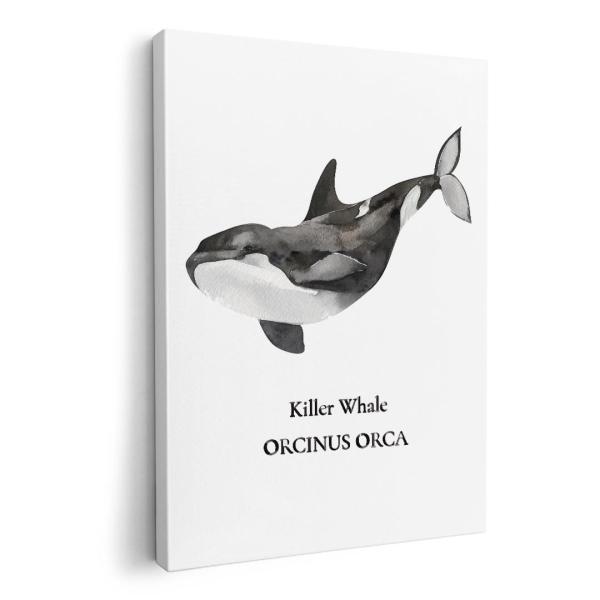 A[gpl G G  IׂTCY A1 A2 A3 A4 A5 6؂ `33 `45 019743 fUC C̐ V` killer whale