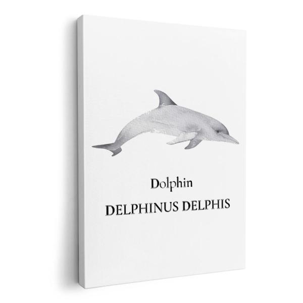 A[gpl G G  IׂTCY A1 A2 A3 A4 A5 6؂ `33 `45 019748 fUC C̐ CJ dolphin