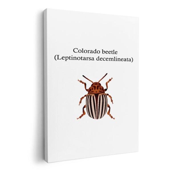 A[gpl G G  IׂTCY A1 A2 A3 A4 A5 6؂ `33 `45 020022   colorado beetle RhnV