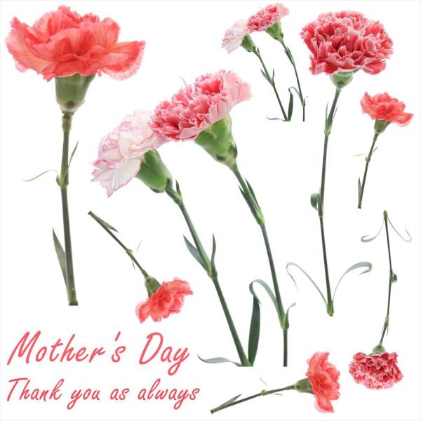 EH[XebJ[  390×877mm wall sticker ̓ mothers day J[l[V  v[g EH[XebJ[ 013657