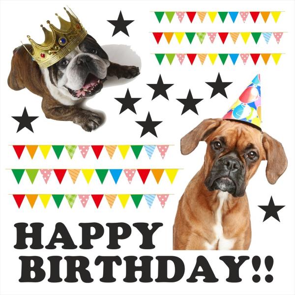 a V[EH[XebJ[@a   60×60cm V[ P[L K[h K[g o[Xf[p[eB D