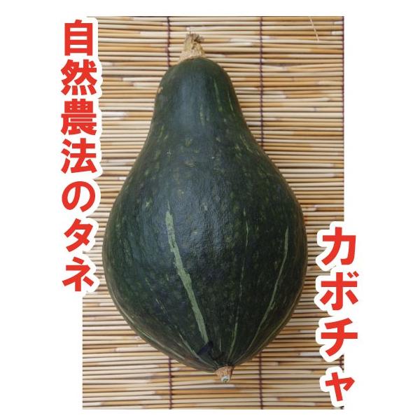 モランガかぼちゃの種(自然栽培) モランガかぼちゃの種(自然栽培