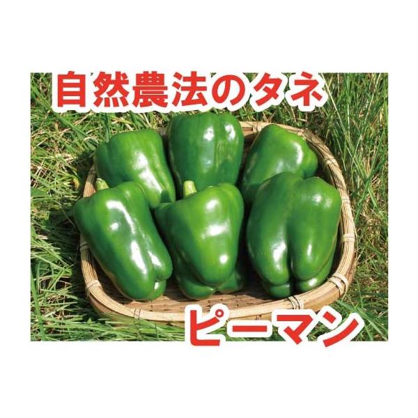 ピーマン 自生えピーマン 小袋 10粒 自然農法種子 無農薬 自家採種 固定種 有機 Em情報室 通販 Yahoo ショッピング