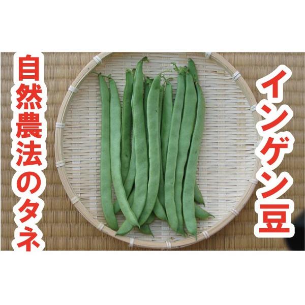 インゲン 越谷インゲン 小袋 粒 マメ科 自然農法種子 無農薬 在来種 固定種 Em情報室 通販 Yahoo ショッピング