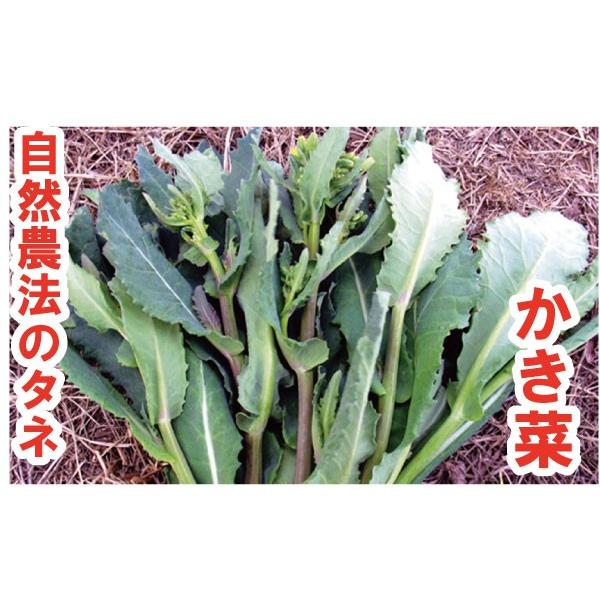 川島かき菜 小袋〈2ml・約420粒〉 自然農法種子 無農薬 在来種（固定種） 有機