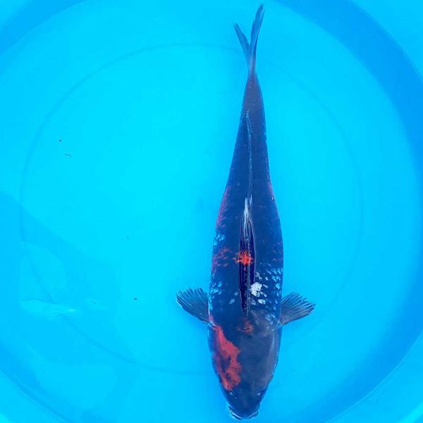 変わり鯉 白頂 羽白 50cm±