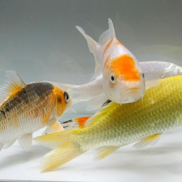 錦鯉mix S 3匹 10 13cm前後 ニシキゴイ 鯉 色鯉 紅白 昭和三色 光物 銀鱗 山吹黄金 松葉 Buyee Buyee Japanese Proxy Service Buy From Japan Bot Online