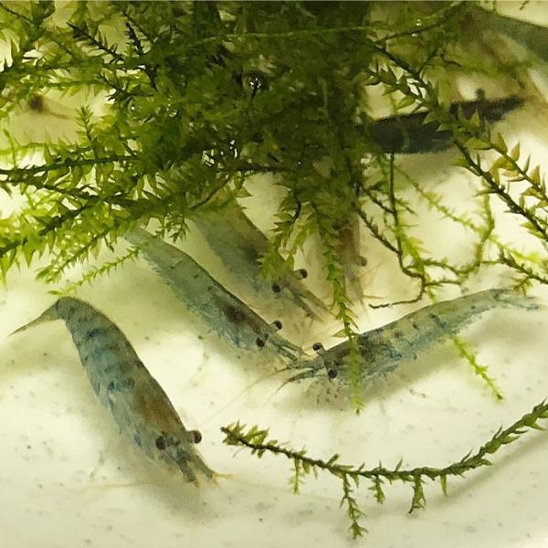 【名称】ミナミヌマエビ【サイズ】約1cm〜3cm【生体数】100匹【死着補償】10匹※複数ご購入の場合でもまとめて梱包させて頂きます。ご希望の場合は別途手数料（梱包代）を頂きますので　ご了承のうえご連絡下さい。【エサ等】水槽内の藻類や水垢な...