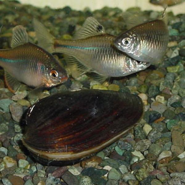 イシガイ5匹 イシ貝 淡水二枚貝 産卵 繁殖川魚 Buyee Buyee 提供一站式最全面最專業現地yahoo Japan拍賣代bid代拍代購服務bot Online