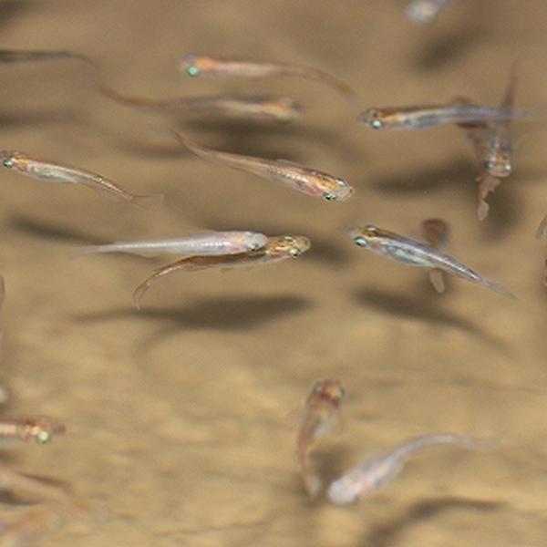 エサ メダカ エサ用メダカ30匹 めだか エサメダカ 川魚 餌用 エムワイショップアクア 通販 Yahoo ショッピング