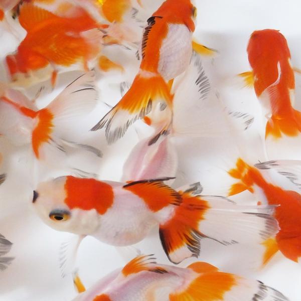 ■金魚　更紗オランダ獅子頭　5匹約7cm 国産】更紗オランダ獅子頭 M 6cm〜9cm前後 5匹 金魚 更紗 オランダ