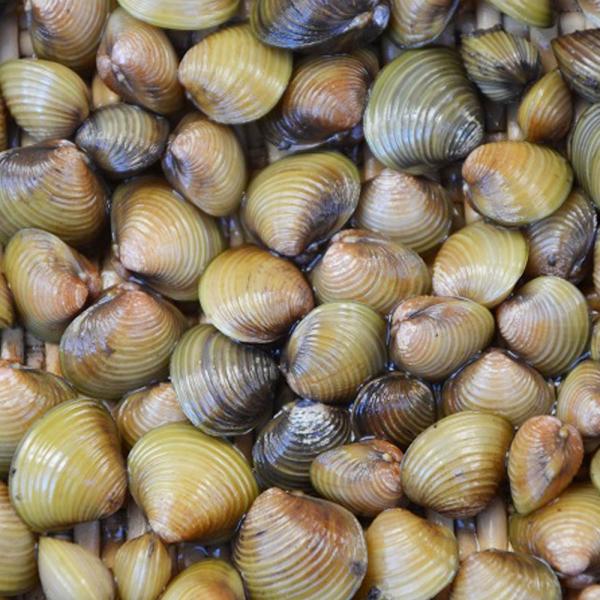 ※画像は参考個体です。【名称】淡水シジミ【サイズ】約1cm〜3cm【生体数】50匹日本原産の小型の二枚貝です。河川の砂地に生息し、ヤマトシジミと違い純淡水に生息します。水中の有機物を食べることから、水質浄化に非常に効果的です。大型魚の生餌と...