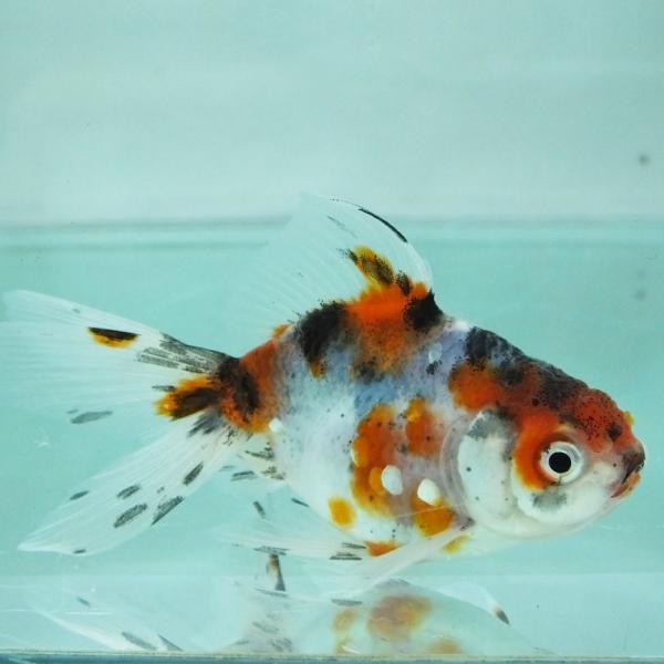 金魚　様 桜丹鳳 20250821 | 極光金魚展