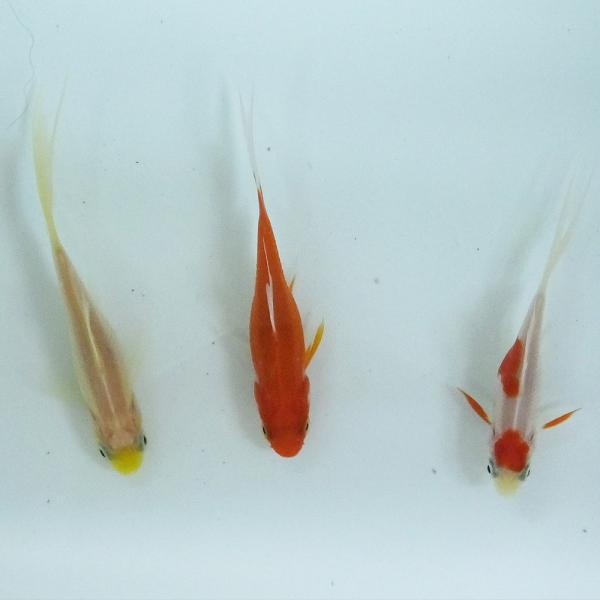 金魚コメットmix 10匹s 5cm 7cm前後国産 Buyee Buyee 提供一站式最全面最專業現地yahoo Japan拍賣代bid代拍代購服務bot Online