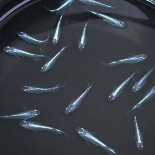 送料無料 幹之スーパー光 みゆき 30匹 メダカめだか メダカ 変わりメダカ 川魚 2点以上7000円以上ご購入で送料無料 超特価激安 Ihmc21 Com