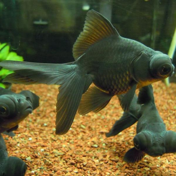 金魚 黒出目金 クロデメキン １匹 M 約5cm 7cm よりなし 無選別 国産 エムワイショップアクア 通販 Yahoo ショッピング