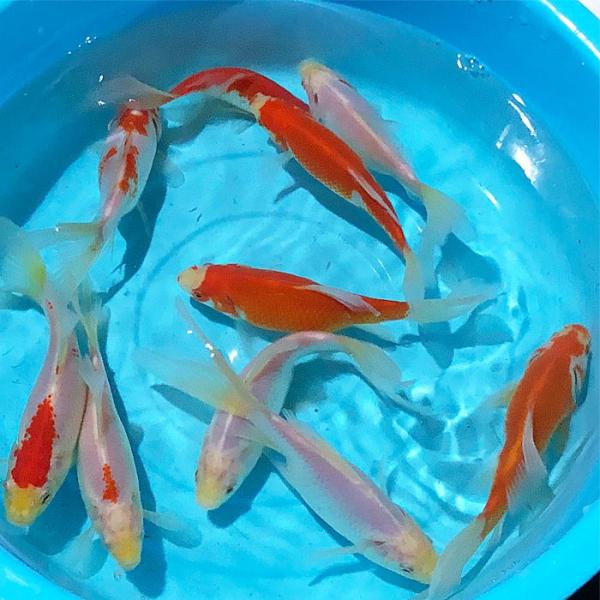 金魚 コメットMix 10匹 12cm〜16cm前後 国産 : エムワイショップアクア