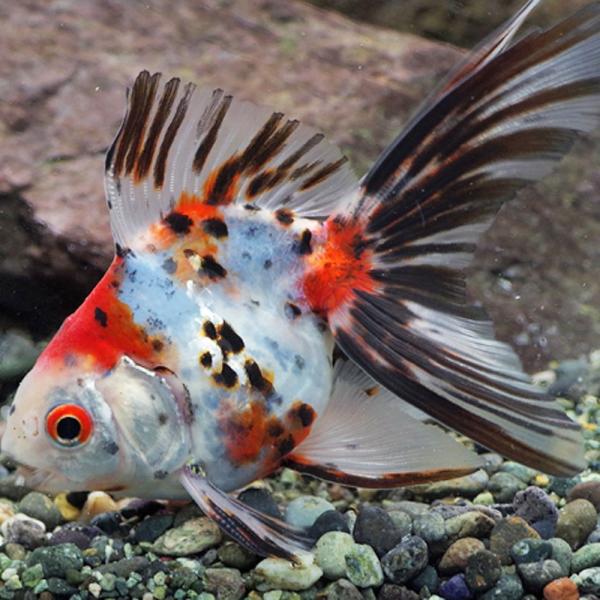 ※画像は参考個体です。【名称】キャリコ琉金【サイズ】M 約5cm〜6cm前後【生体数】1匹琉金と三色出目金の交配で、形は琉金で体色は三色（赤、黄、青、黒斑点）を残した個体です。体色は様々な模様になり、どれをとってもまったく同じ模様はありませ...