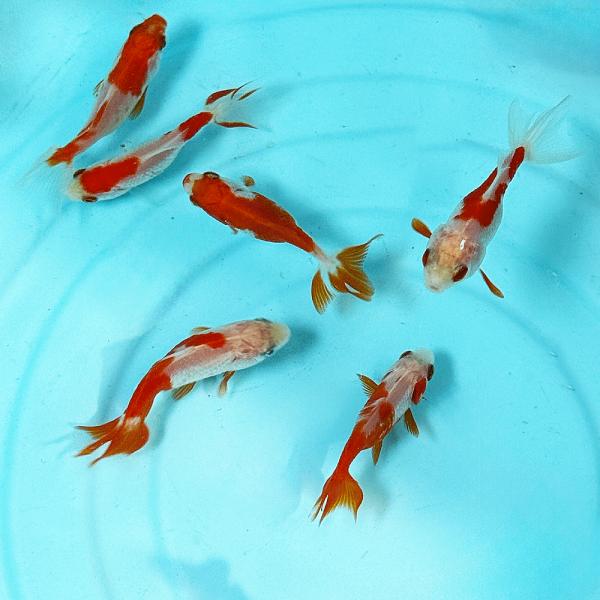 【国産】更紗三尾和金 SS 1匹 約4〜5cm前後　金魚　更紗和金　三ツ尾　三つ尾　和金