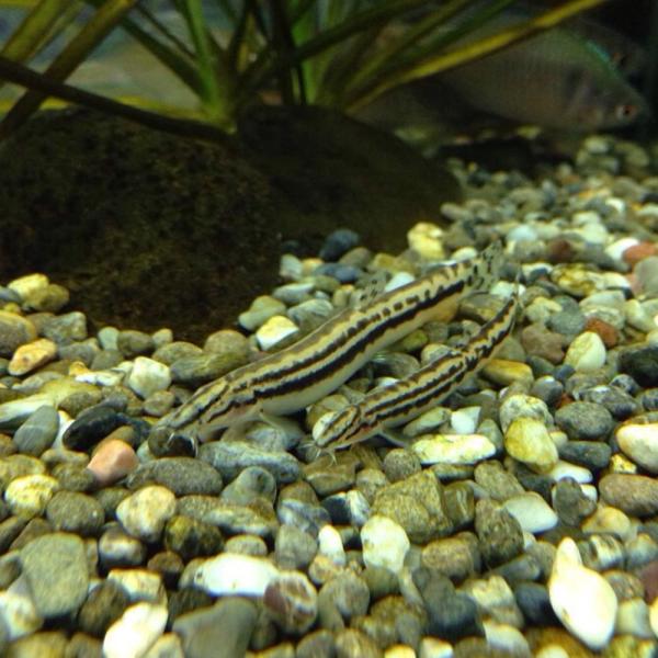 ※画像は参考個体です。【名称】スジシマドジョウ【サイズ】(S〜M)3cm〜5cm前後【生体数】1匹他の似ているドジョウの見分け方として、体側に2本のラインが入っているのが特長となります。 濃尾平野以西の本州、四国北部、九州の有明海沿岸に分布...