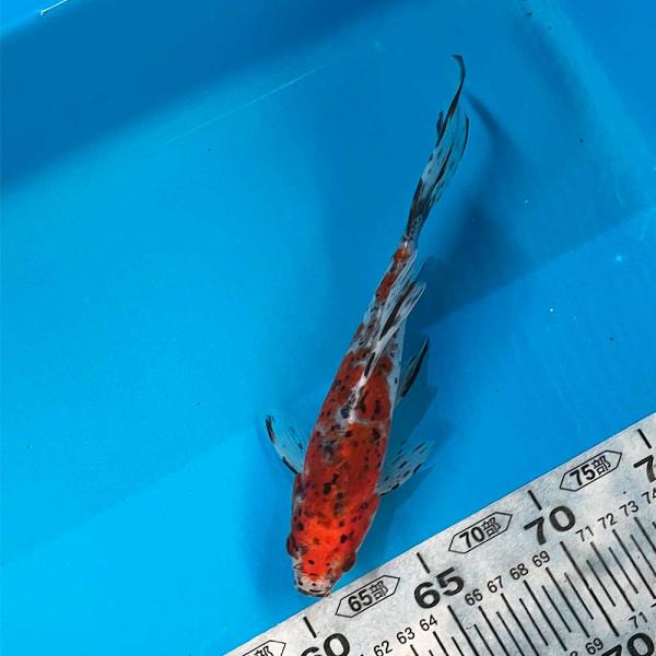 国産 朱文金 1匹 1点物 約21cm前後 金魚 : エムワイショップ