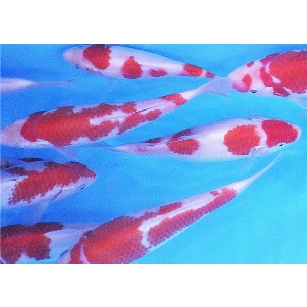 錦鯉紅白 錦鯉 紅白 （LL）1匹 約21cm〜25cm前後 ニシキゴイ 鯉 色鯉 生体
