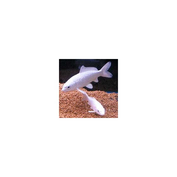 錦鯉 プラチナ M 1匹 13 17cm前後 生体 川魚 Buyee 日本代购平台 产品购物网站大全 Buyee一站式代购 Bot Online