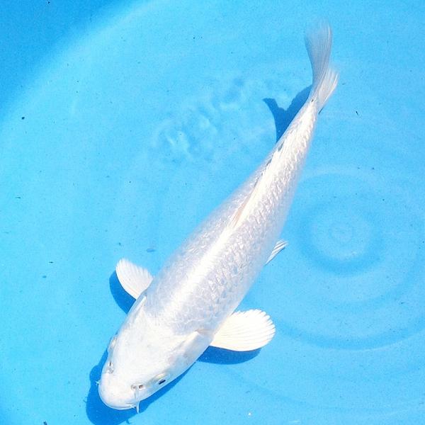 錦鯉 プラチナ（M） 5匹 13〜17cm前後 生体 川魚 : エムワイショップ