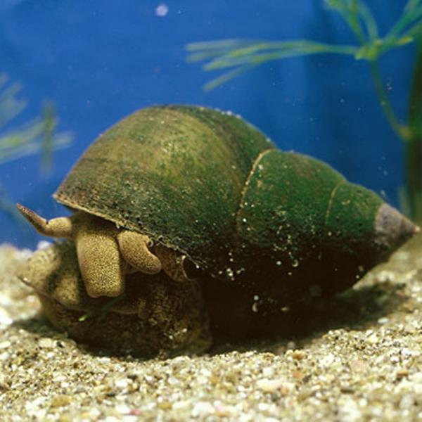 オオタニシ5匹 川魚 大型 淡水 コケ取り 淡水貝 タニシ エムワイショップアクア 通販 Yahoo ショッピング