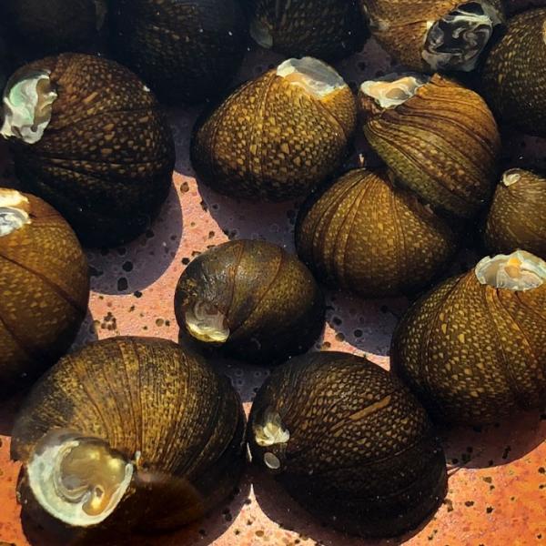 石巻貝10個 淡水 コケ取り 淡水貝 川魚 Buyee 日本代购平台 产品购物网站大全 Buyee一站式代购bot Online