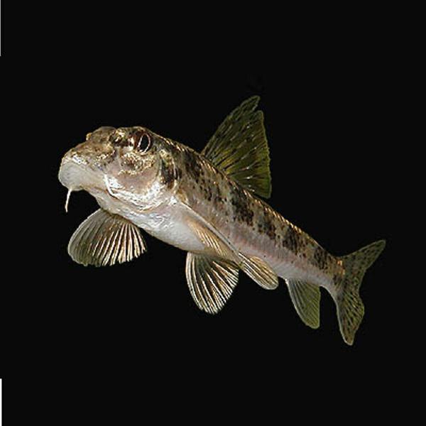 ※画像は参考個体です。【名称】カマツカ【サイズ】約4cm〜8cm前後【生体数】3匹河川の中〜下流域の砂礫底に生息する底棲性のコイの仲間です。下向きについた口には1対のヒゲを持ち、底砂ごと吸い込んでエラから吐き出して底生動物を摂食します。ツチ...