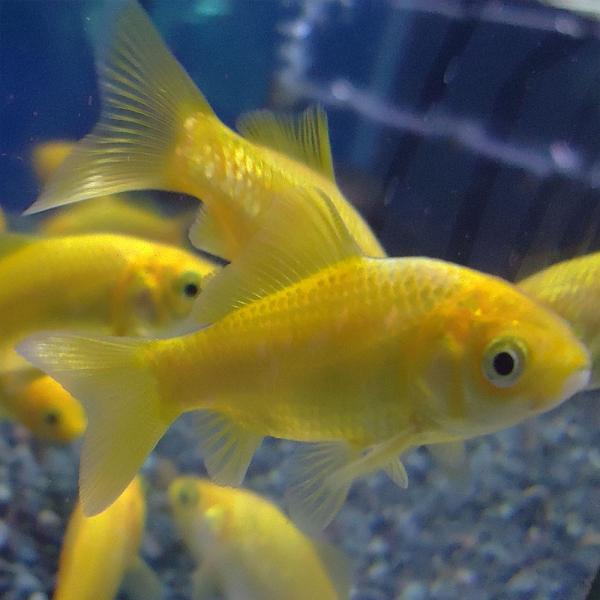 金魚 レモンコメット 5匹 約5cm前後 淡水魚 川魚 国産 Buyee Buyee 일본 통신 판매 상품 옥션의 대리 입찰 대리 구매 서비스
